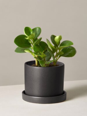 Peperomia Obtusifolia