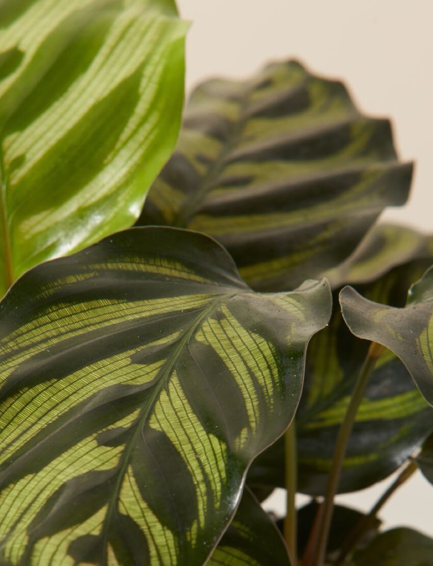 product_plants_08_3